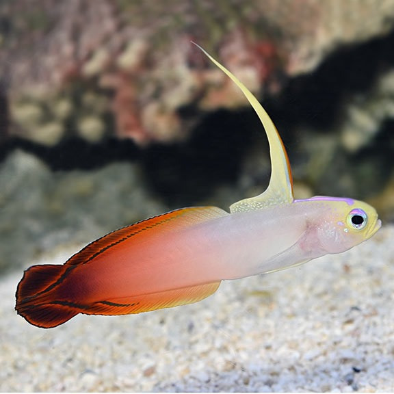 Goby fish